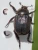 Hoplia philanthus